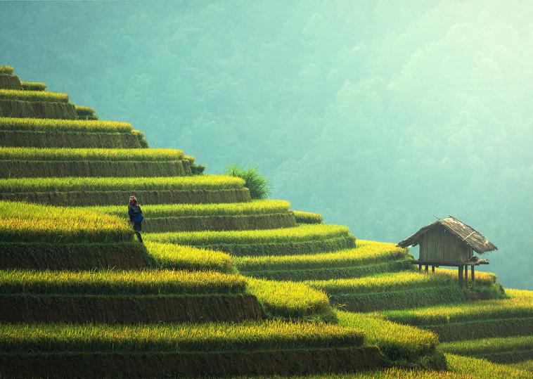 שדות בווייטנאם, אילוסטרציה (צילום: יח''צ ספיריט)