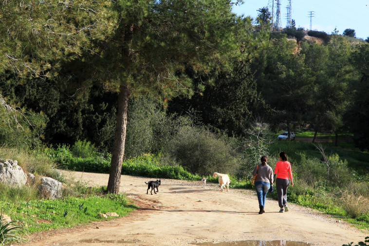 מטיילות עם כלבים ביער (צילום: יעקב שקולניק)
