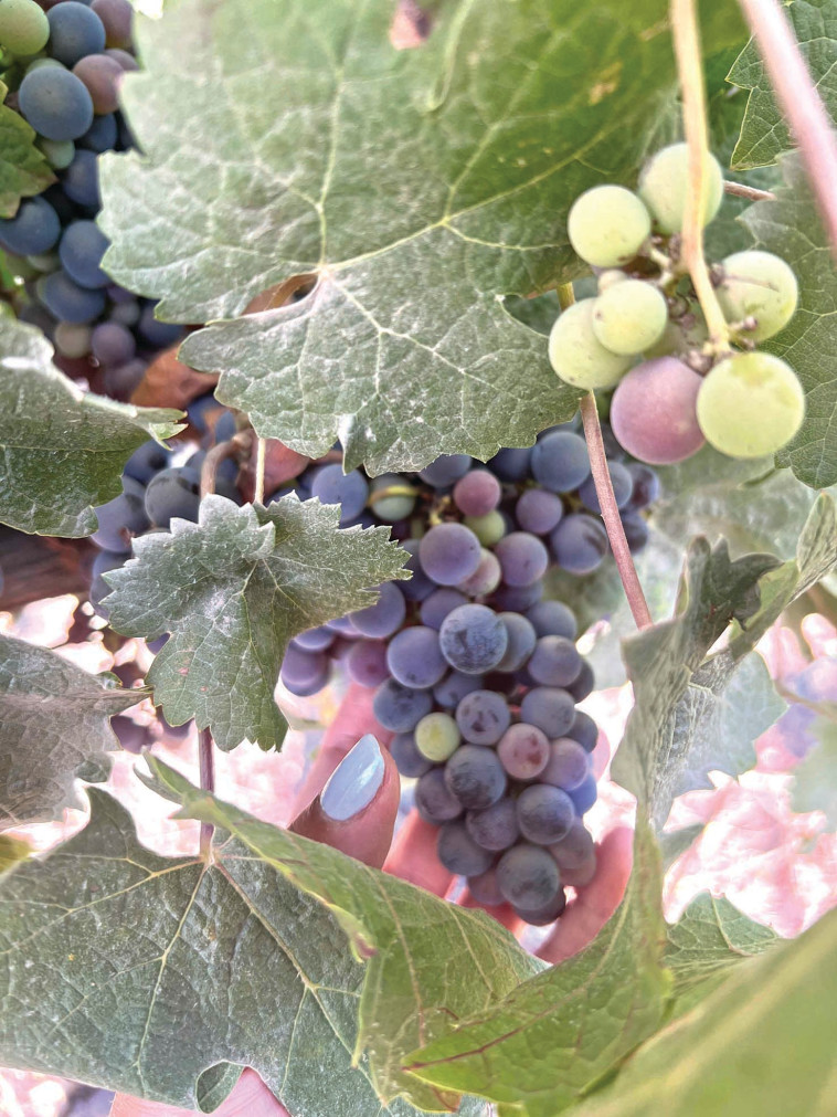 ענבי יין ביקב חל שיפון