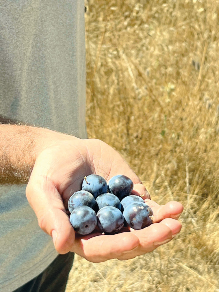 שזיפים ישר מהעץ בטיול ג'יפים