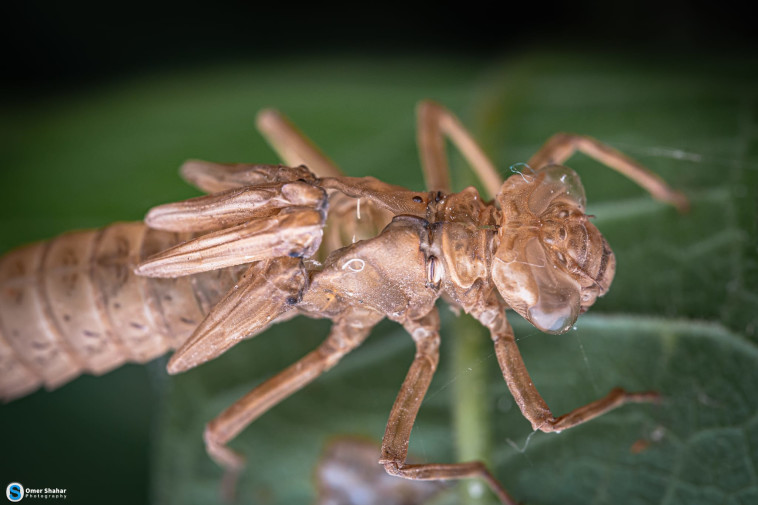 השפריריות שתועדו בבניאס 