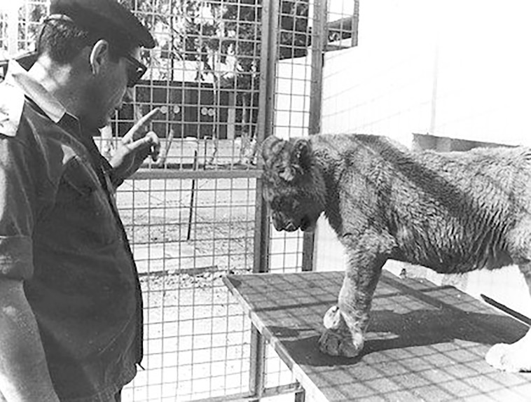 רחבעם זאבי עם גור אריה (צילום: ארכיון צה''ל במשרד הביטחון)