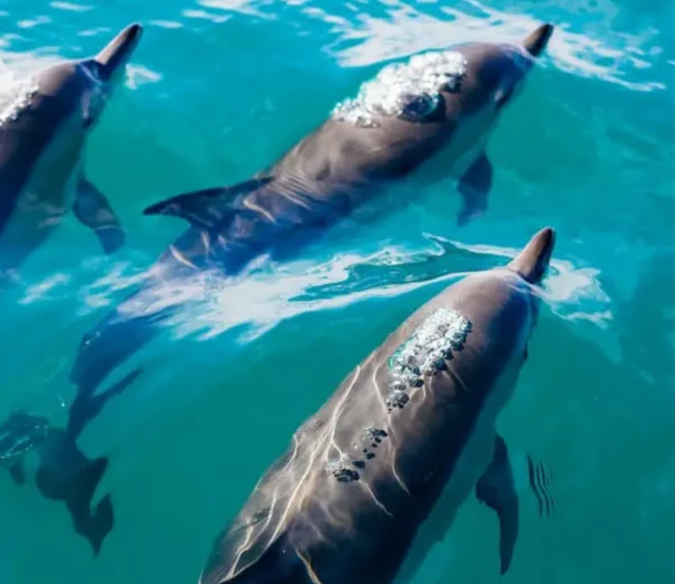דולפינים בזנזיבר (צילום: יח''צ ספיריט)