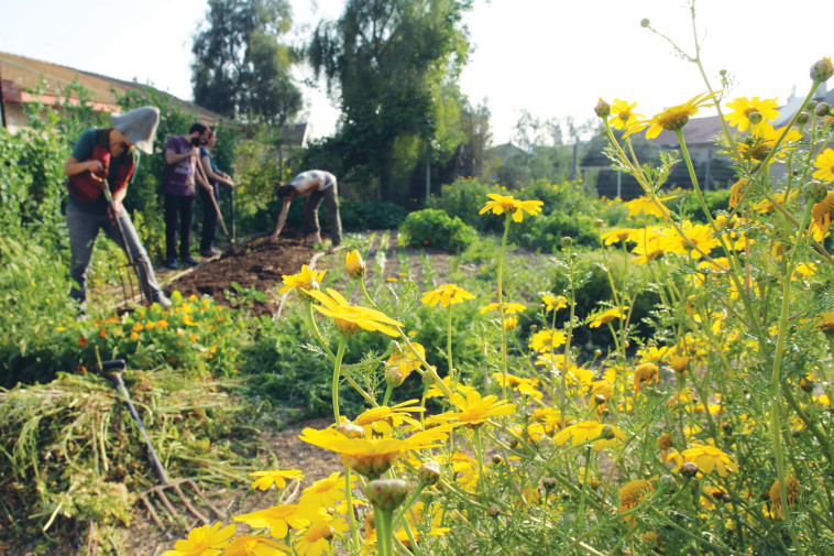 קהילת שבועת האדמה