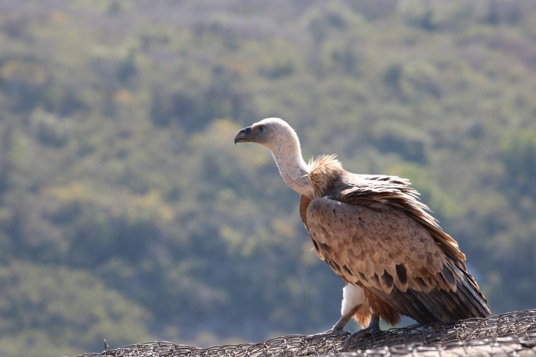 נשר בחי בר כרמל 