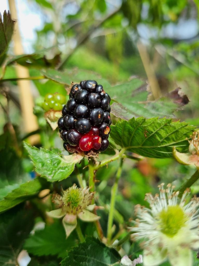 אסנה 'פטל שחור'