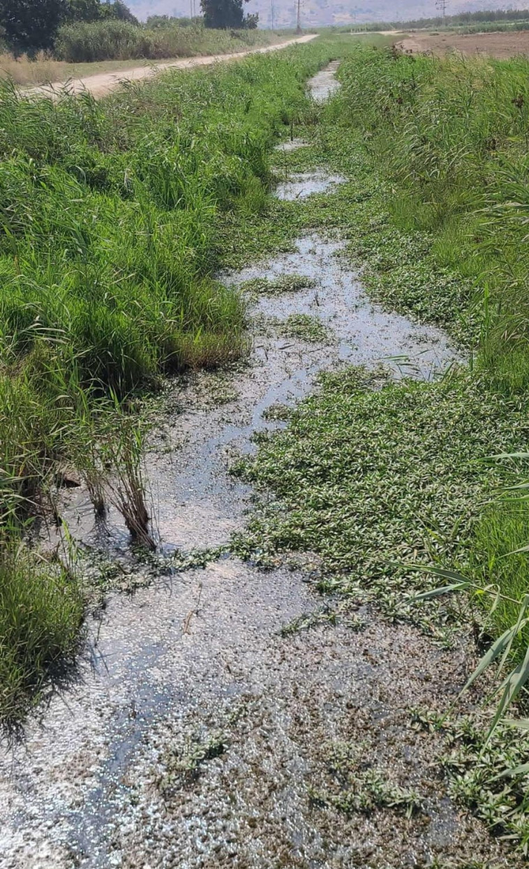יתושות נגועות נמצאו