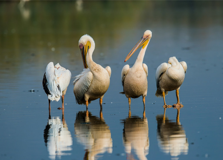 מתוך תערוכת הצילומים ''אילו ציפורים'' 