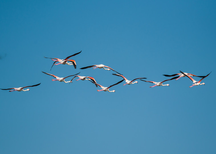 מתוך תערוכת הצילומים ''אילו ציפורים'' 