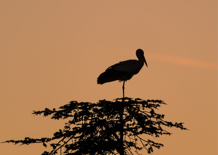 מתוך תערוכת הצילומים ''אילו ציפורים'' 