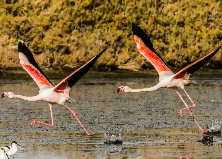 מתוך תערוכת הצילומים ''אילו ציפורים'' 
