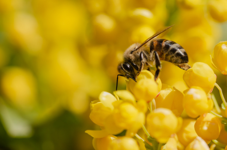 דבורים (צילום: אינגאימג) 