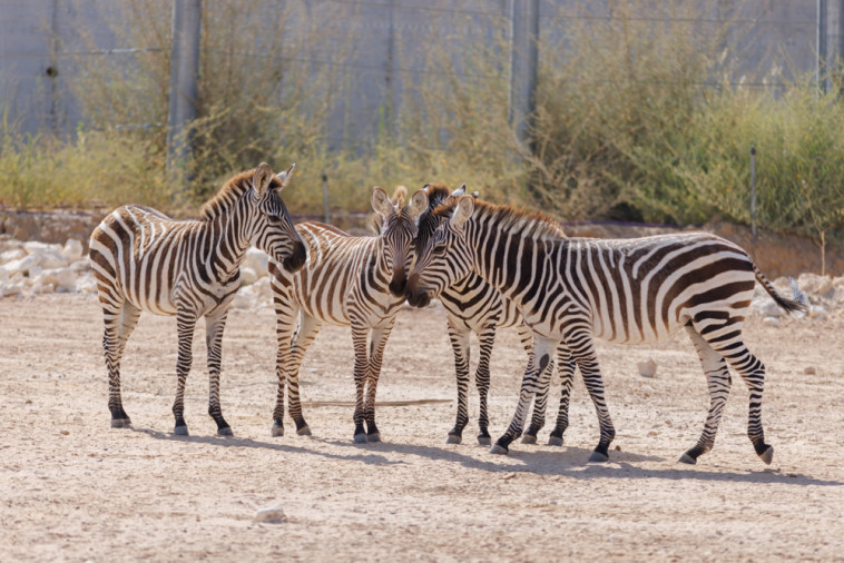 הזברות. מדבריום 