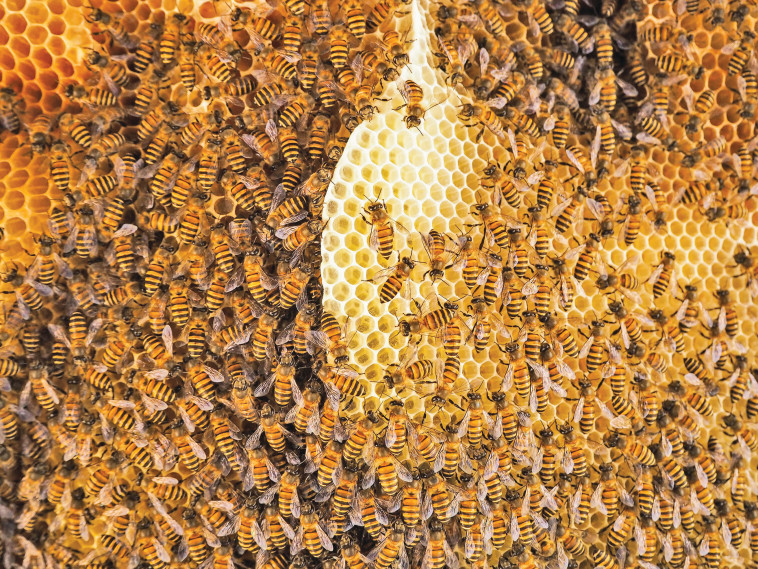 כוורת הדבורים (צילום: ISS)