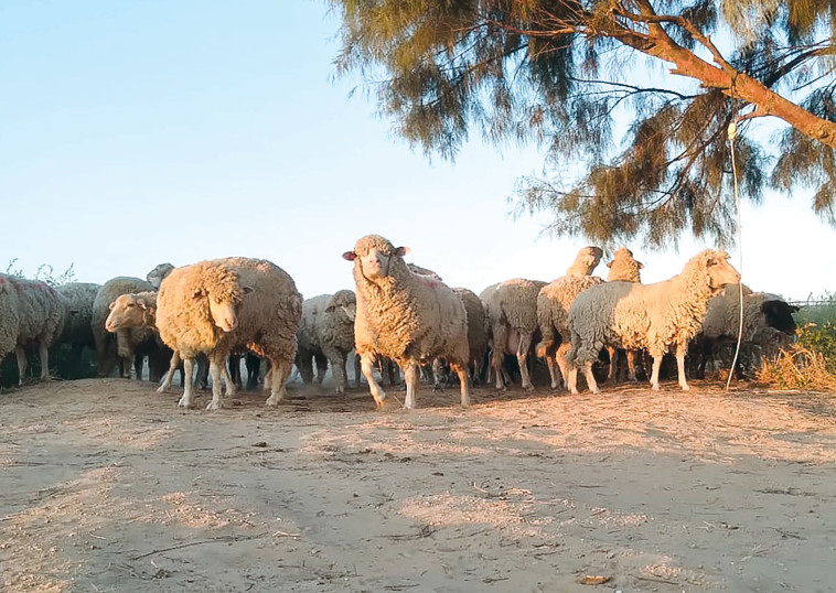 כבשים כמהין פתחת ניצינה (צילום:  לירן אלמוסנינו)