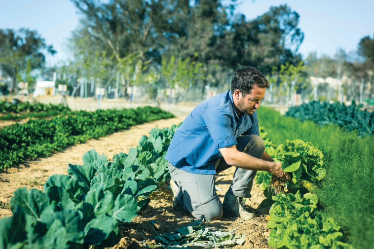 ניצנה (צילום: עדי זיו אב)