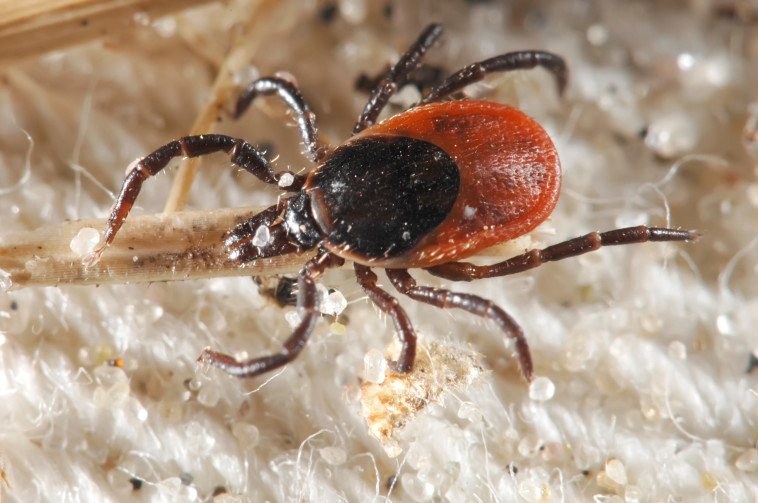 קרציה, אילוסטרציה