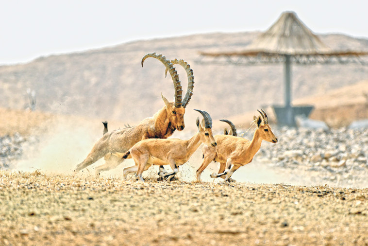 חוות אנטילופות בערבה התיכונה (צילום: רן זיסוביץ')