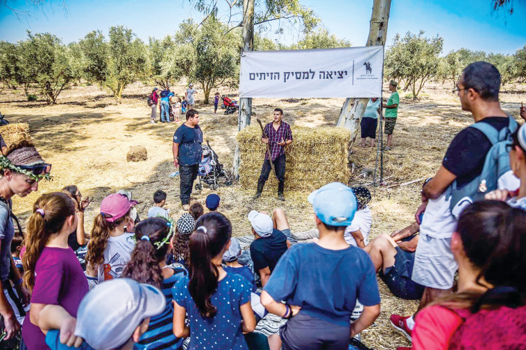 פסטיבל הזית (צילום: השומר החדש)