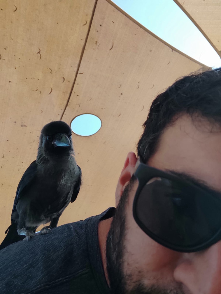 ההיתקלות עם העורב בפארק הירקון