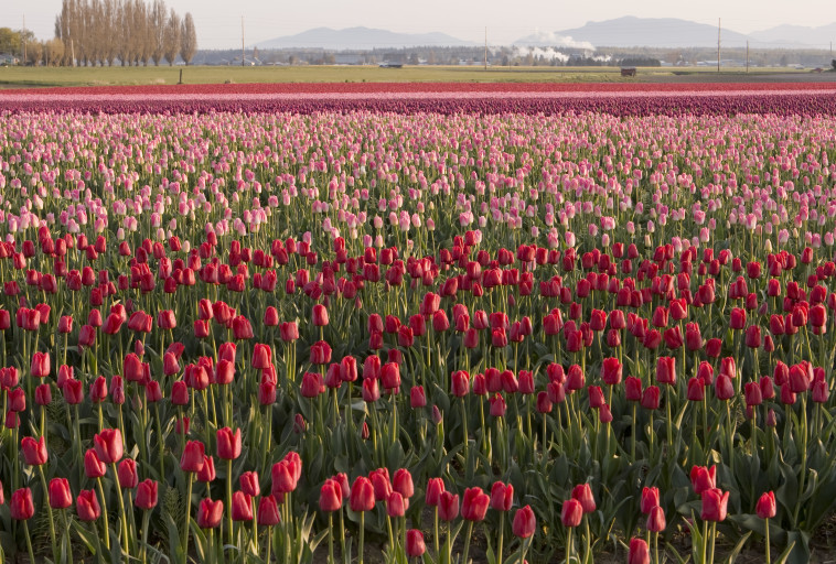 Skagit Valley Tulip Fields, וושינגטון (צילום: אינגאימג')