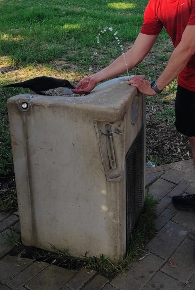 ההיתקלות עם העורב בפארק הירקון