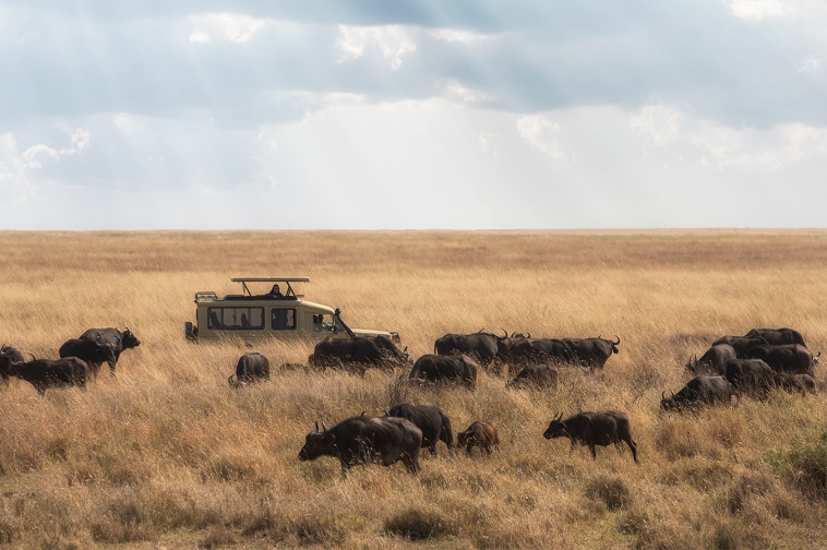 נדידת עדרי הבופאלו