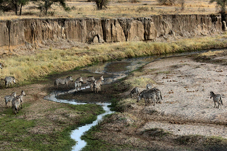 שמורת הטבע Tarangire