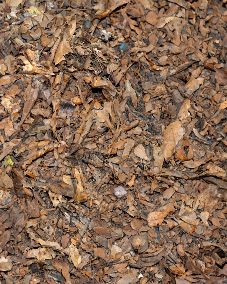 יכולים למצוא את בעל החיים בתמונה הזו?