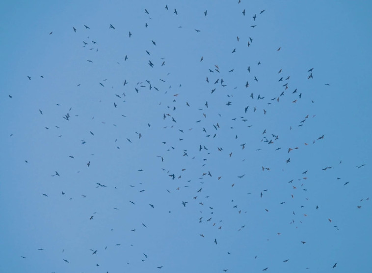 עיטי חורש היום ביער בן שמן