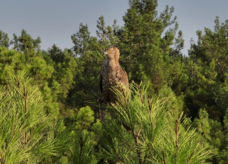 עיט חורש ביער בן שמן