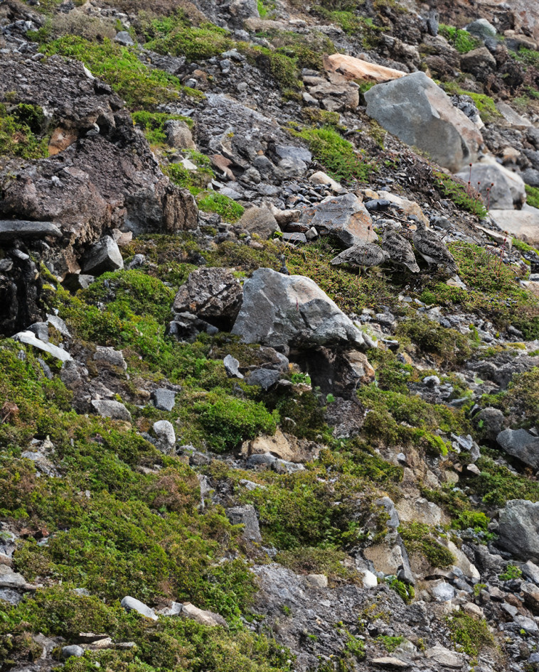 מצאו את הציפורים בתמונה הזו