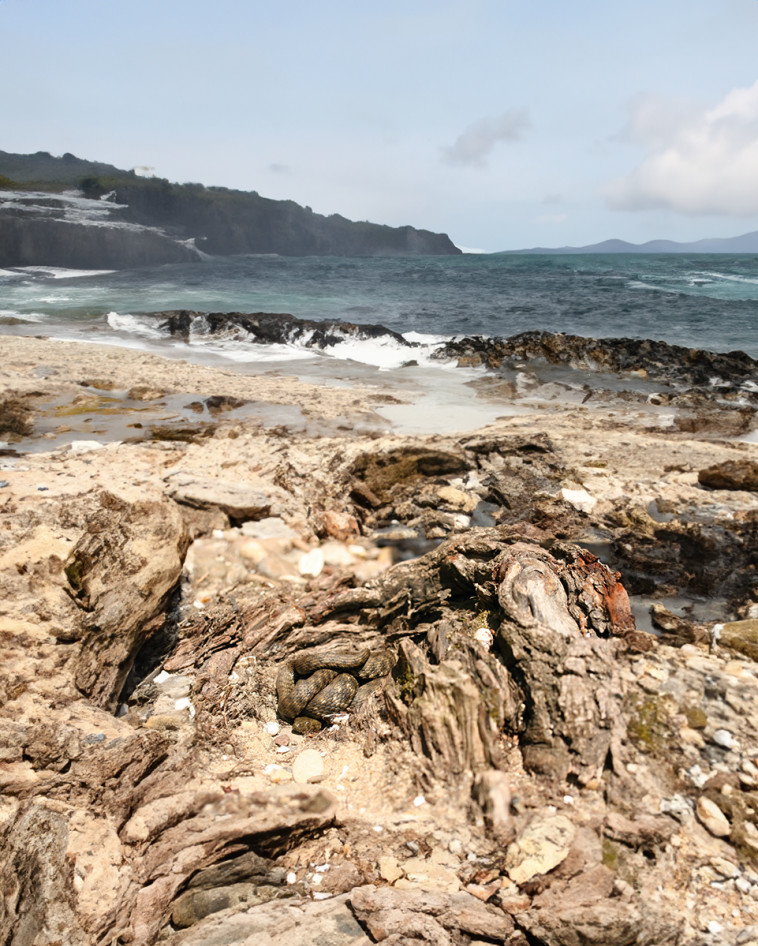היכן מסתתר הנחש הערמומי?
