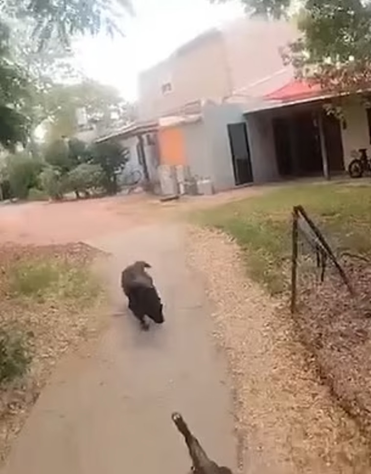 הכלב הגיע לכיוונם והם ירו בו למוות ללא רחמים