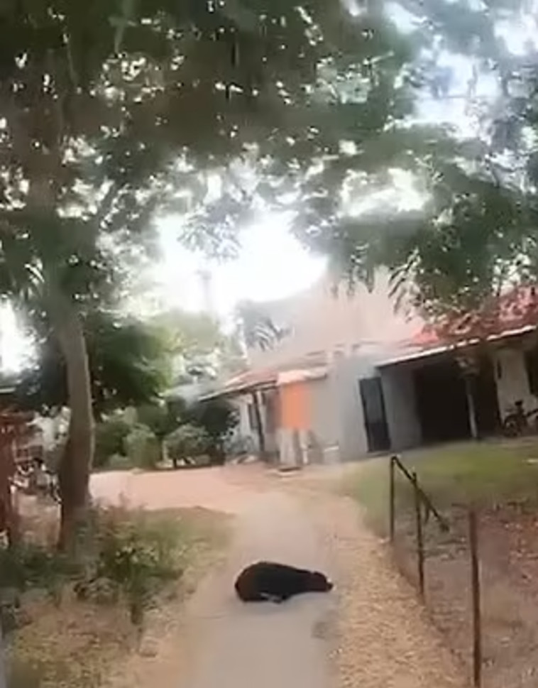 ירו למוות בכלב המשפחה, גנבו אוכל ושרפו את הבית