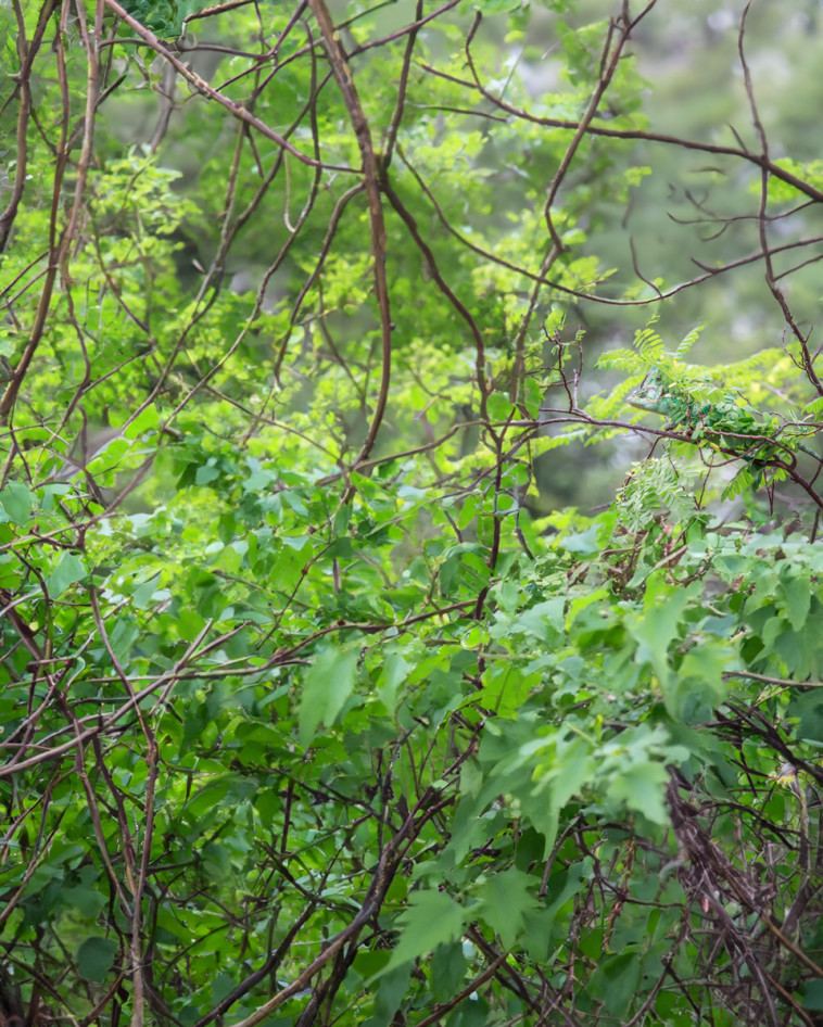 היכן הזיקית?