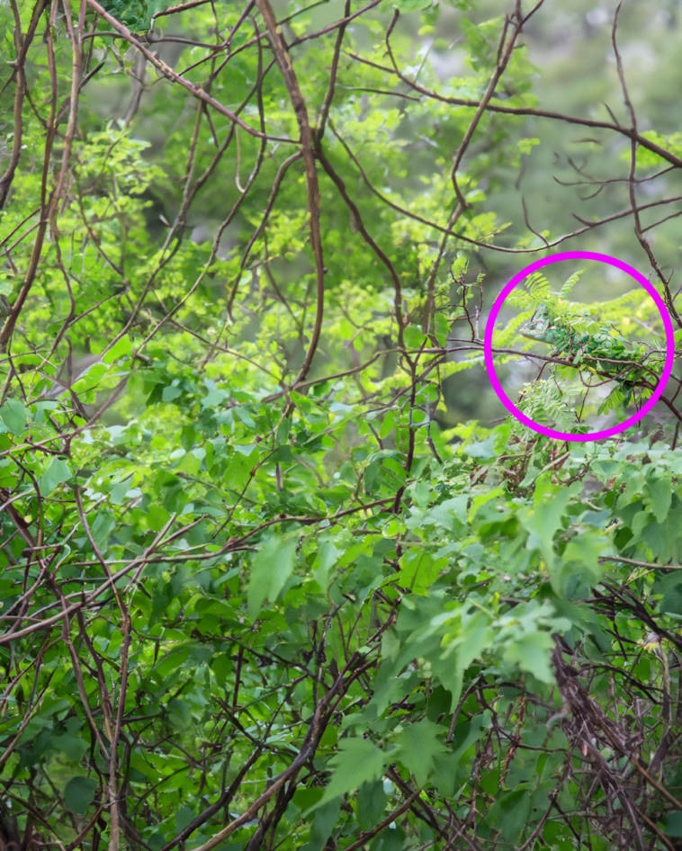 מסוות בצד ימין של התמונה