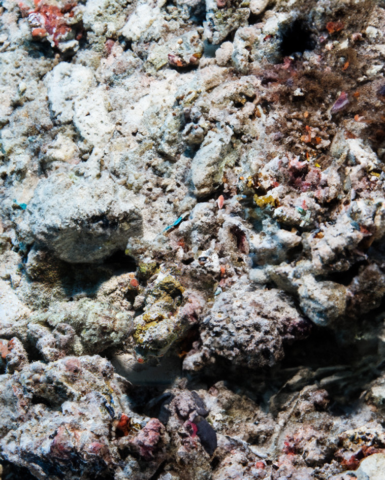 יכולים למצוא את הדג?