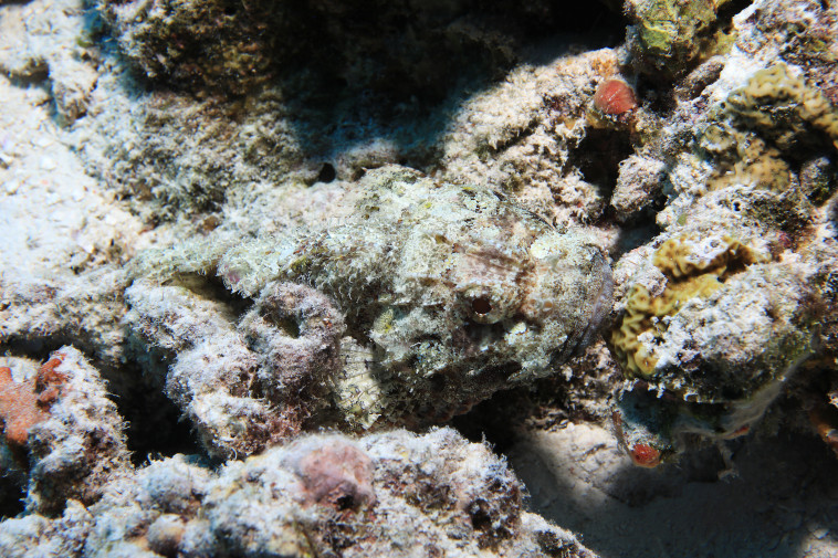 הדג, במידה ולא מצאתם