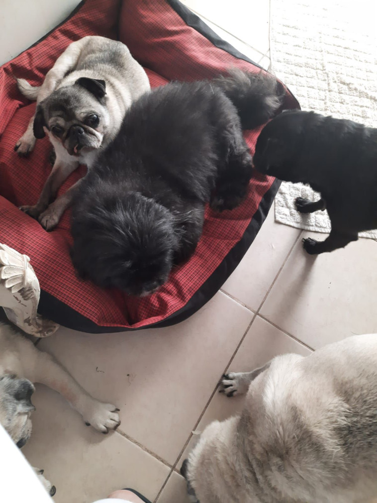 כלבים שננטשו או שבעליהם נרצחו ביישובי העוטף