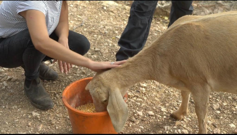 מבצע חילוץ חיות בר מאזורי סכנה נמשך