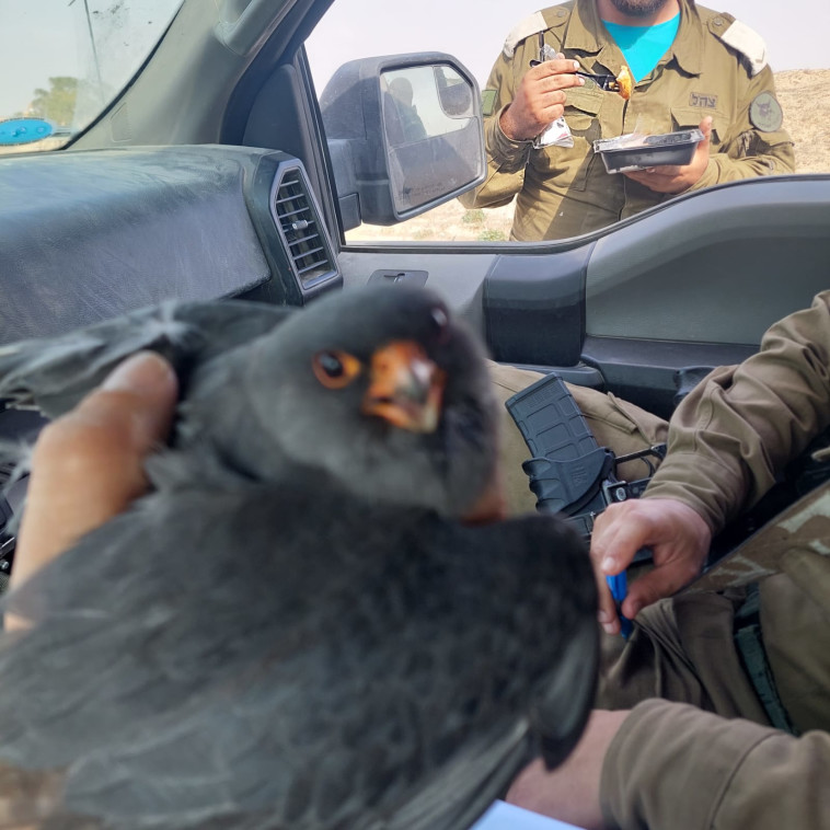 הצלת הבז שנפצע בנגב המערבי