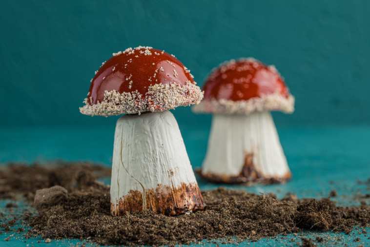 קינוח הפטריות 