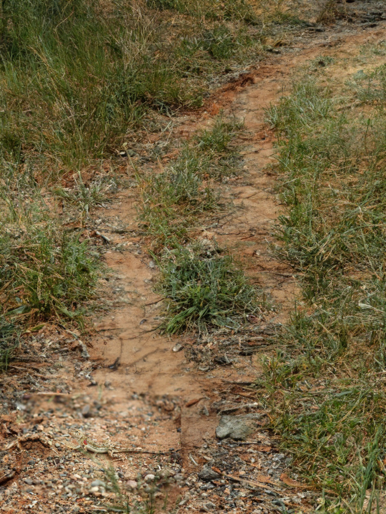 מצאו את הלטאה