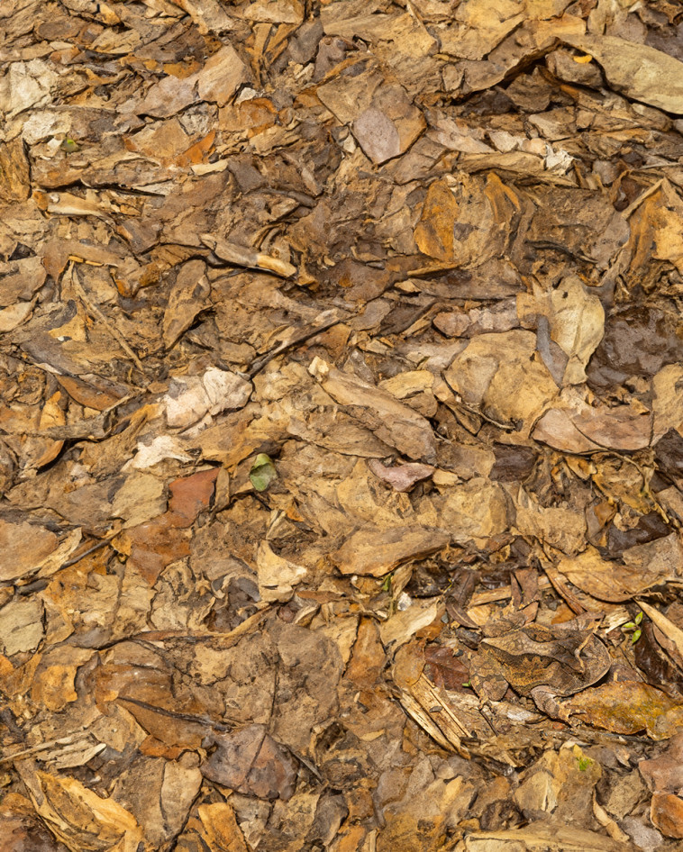 מצאו את הצפרדע בתמונה הזו