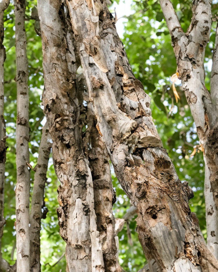 יכולים למצוא את בעל החיים בתמונה הזו?