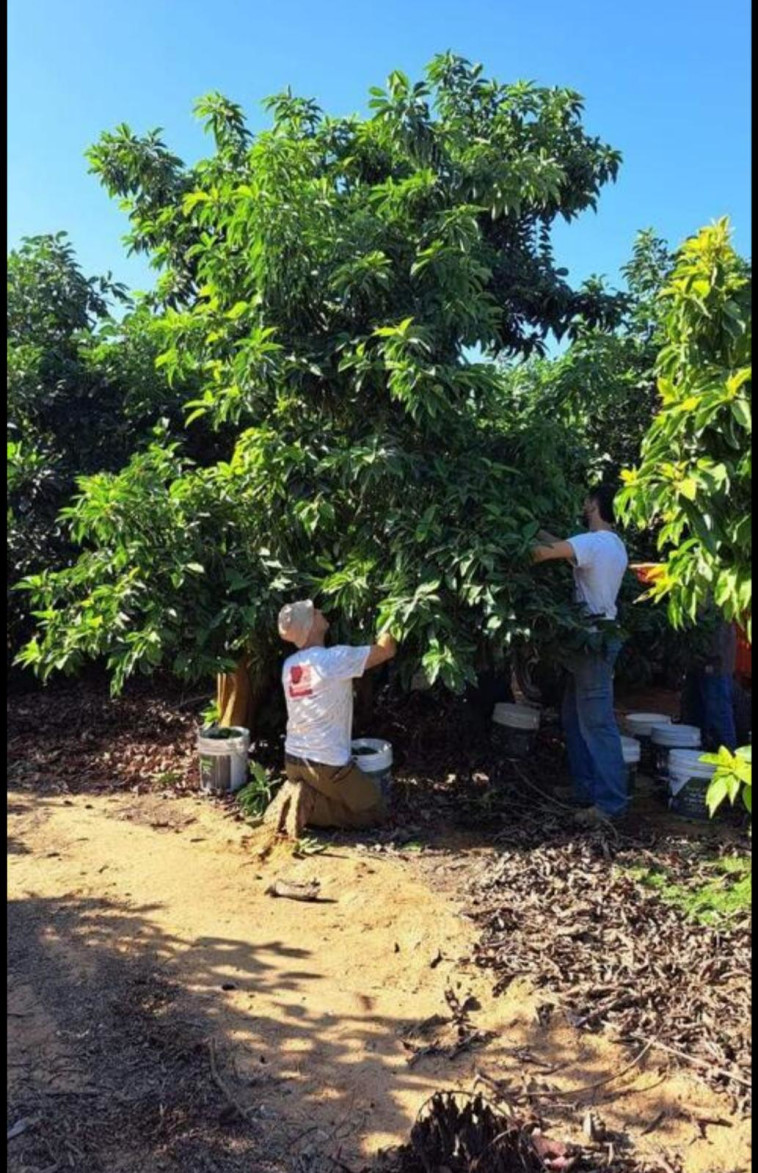 הקאובויים הציוניים שהגיעו מארה״ב להתנדב בישראל