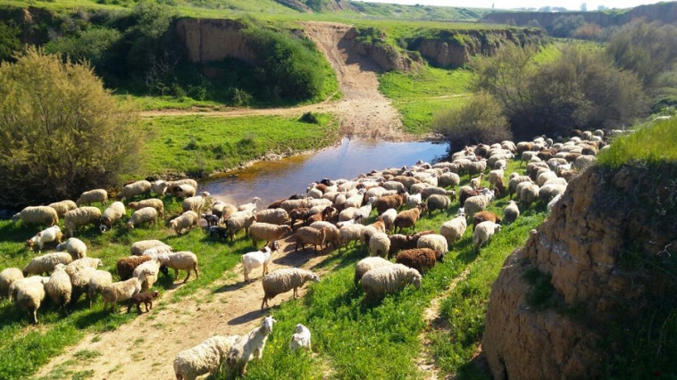 ''חוות הדקלים'' (צילום: אייל בריברם)