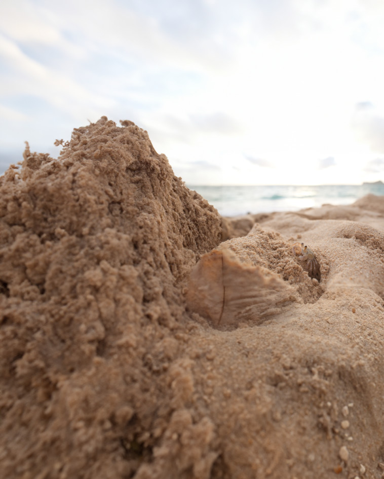 יכולים למצוא את בעל החיים בתמונה הזו?
