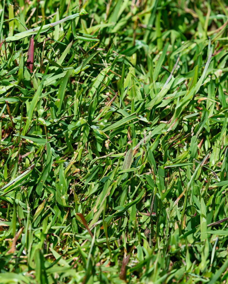 היכן הגמל שלמה?